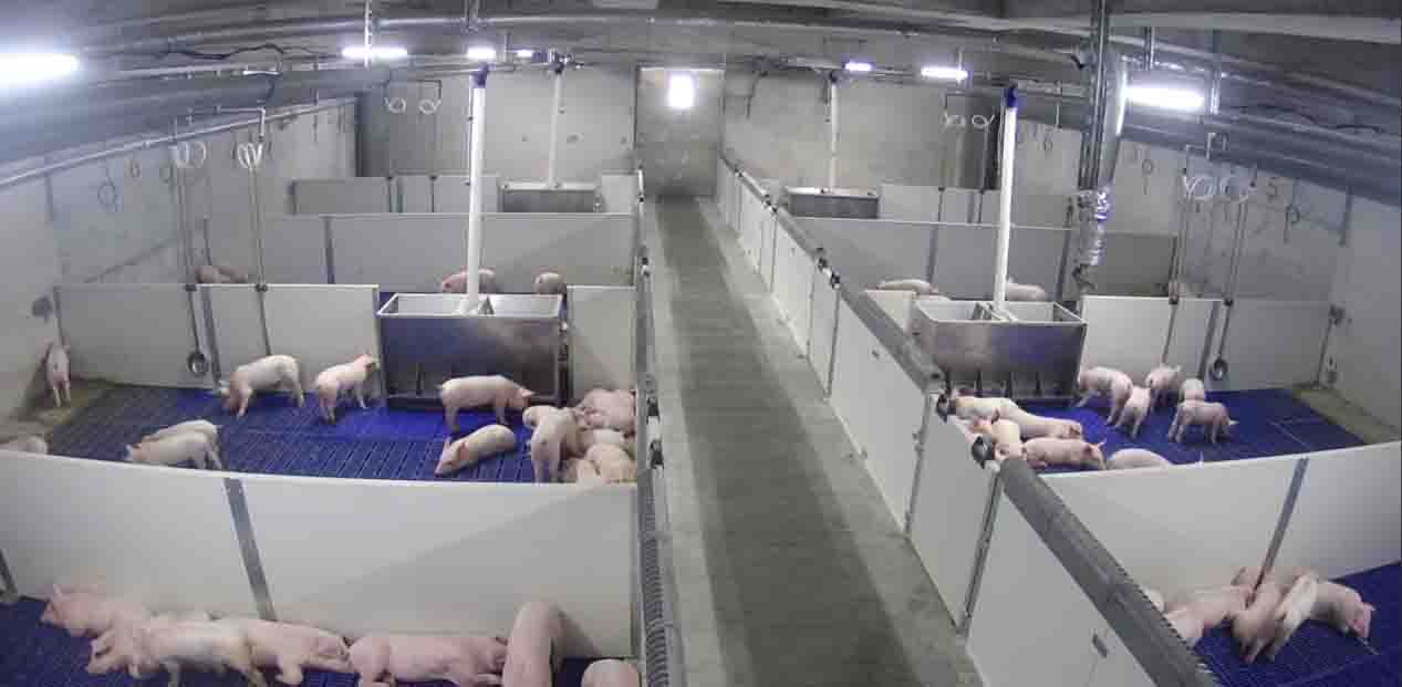 陸家灣保育場正式投產(chǎn) 陸家灣保育場正式投產(chǎn)